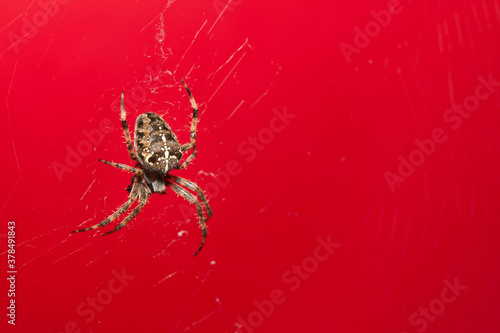 Araneus Diadematus, pająk krzyżak na czerwonym tle.