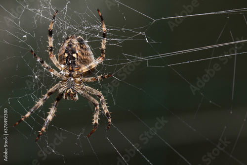 Araneus Diadematus, pająk krzyżak.