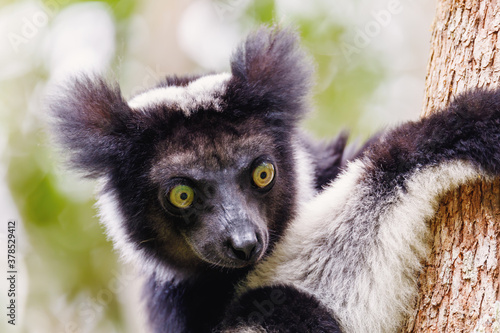 head of Black and white Lemur Indri (Indri indri), also called the babakoto, hanged on tree in natural habitat. Andasibe - Analamazaotra National Park, Madagascar wildlife