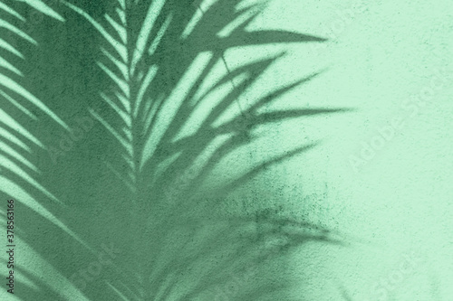 Cień palmy, roślina tropikalna, zielone tło.
