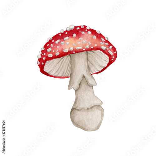Watercolor amanita mushroom clipart