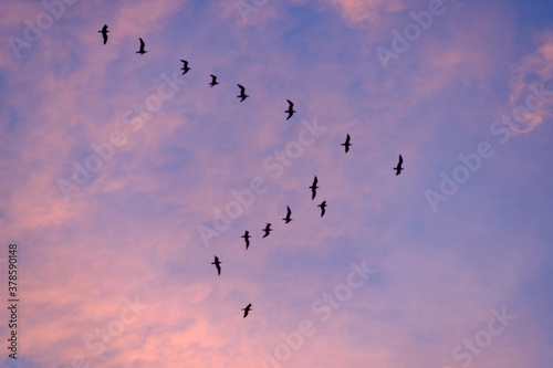 Formación de aves