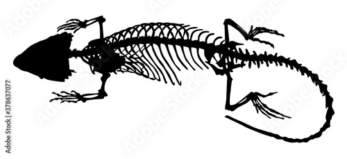 silhouette of a skeleton lizard vector