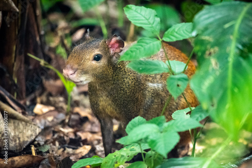 Beautiful view to Agouti rodent on rainforest ground