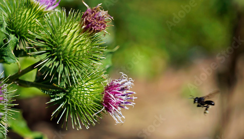 Greater burdock or edible burdock flowers (Arctium lappa) 