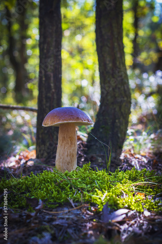 large porcini mushroom grow in moss