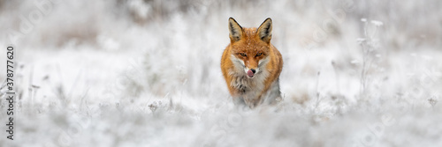 Red fox, vulpes vulpes, going forward on meadow in wintertime nature. Wild orange predator licking mouth on snowy field. Rough beast hunting in white wilderness with copy space.