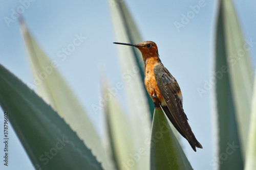 Giant hummingbird (Patagona gigas peruviana) on plant