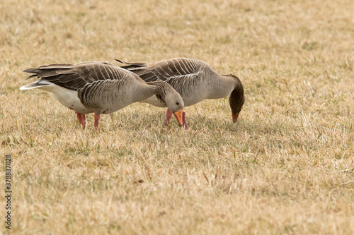 A pair of Greylag goose (Anser anser) feeding on a coastal meadows in Haapsalu, Estonia