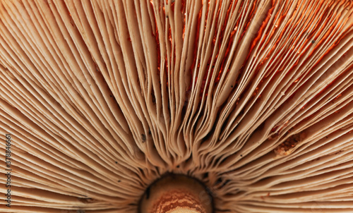 Close up of a brown mushroom showing the mushrooms gills.