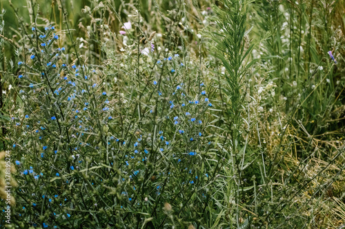 Kompozycja trawy i zioła rosnące na łące