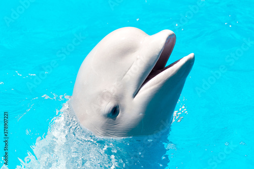 Friendly beluga whale or white whale in water. Beluga whale white dolphin portrait while coming to you.