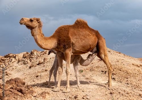 White baby camel sucks milk from the mother. Wild camels, mom and baby, in the remote area of the Judean desert, Israel