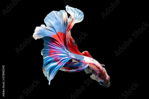 Rhythmic of Betta siamese fighting fish betta splendens (Halfmoon long tail fancy Tricolor red,blue,white ),isolated on black background.