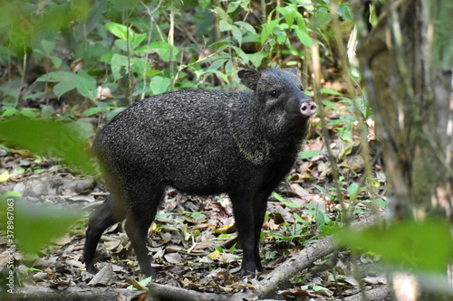 Collared peccary near Sirena Ranger Station in Corcovado National Park, Costa Rica