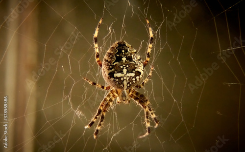 A large spider with a cross on its back sits on a web