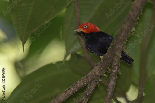 Red-capped manakin perched on branch