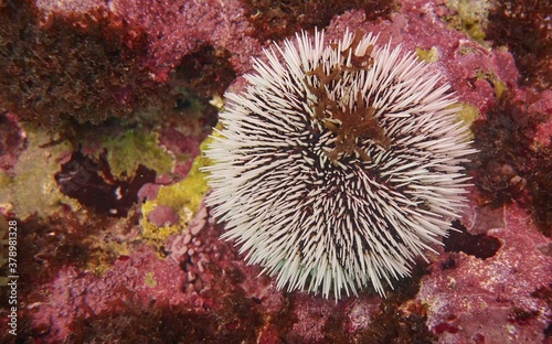 Tripneustes ventricosus white pincushion urchin attached to a colorful reef rock formation, underwater marine life