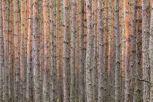 Uprawa leśna sosny Pinus sylvestris