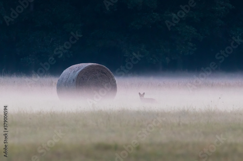 Bale baloty siana i słomy na łące we mgle z lisem