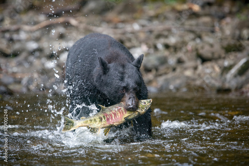 Black Bear and Chum Salmon, Alaska