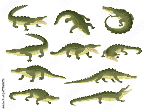 Set of green crocodile character big carnivore reptile cartoon animal design flat vector illustration isolated on white background