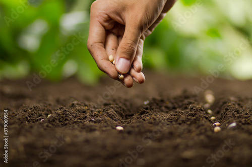 Hand of Expert farmer sowing seeds of vegetable and legumes on loosing soil at nursery farm.