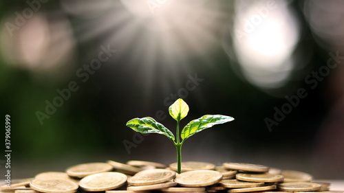 Plant a tree on coin pile with business ideas for finance, saving and economic growth.