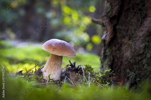 cep mushroom grows on wood glade