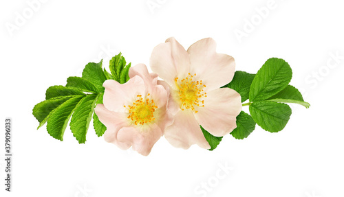 Wild rose flowers and leaves in a floral arrangement