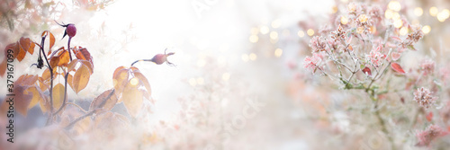 Rose hips and leaves in the autumn frost. Gray fog with tender golden bokeh. Natural landscape in autumn for a background. Close up with short depth of field and space for text.