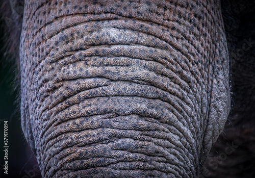 background which the structure of hide of elephant is represented on