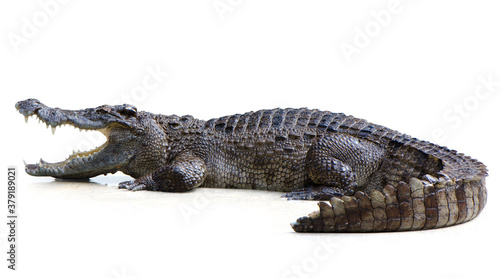 Crocodile open mouth isolated is on white background with Clipping path