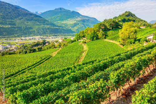 Aerial landscape of terraced vineyards in Sion, capital of canton of Valais, Switzerland. Spectacular scenery of rows of vines growing during the summer. Wine region with popular wine tasting tours.