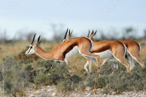 Young springbok walking in the savannah.