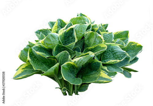 Isolated young hosta bush on white background