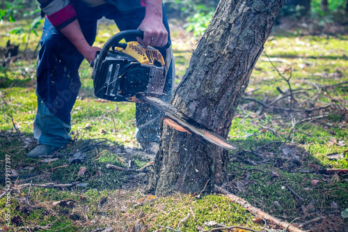 The pine tree starts to fall while cutting with a chainsaw. Cutting down trees, forest destruction. Close up of the lower part of a tree trunk, no face.