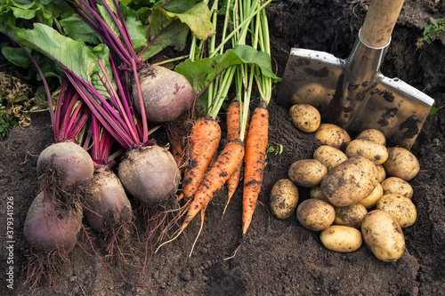 Autumn harvest of fresh raw carrot, beetroot and potatoes on soil in garden. Harvesting organic vegetables