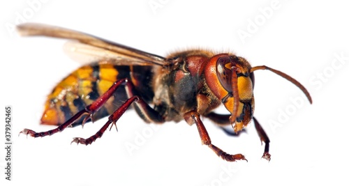 European hornet in latin Vespa crabro