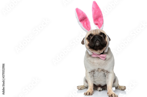 Clumsy Pug puppy wearing heaband with rabbit ears and bowtie