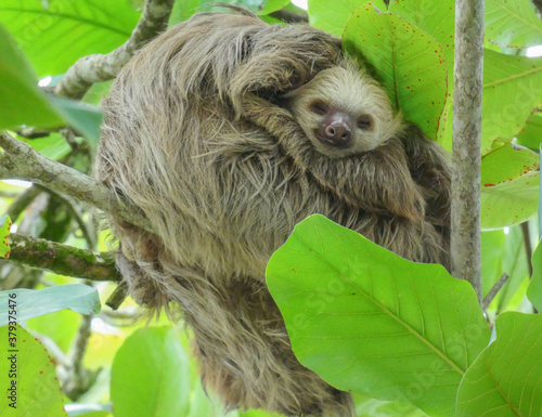 Un oso perezoso.