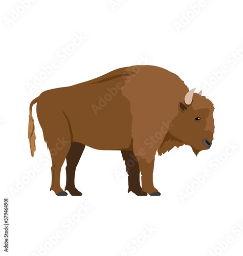 Bison bonasus - European bison Male - Side view - Flat vector Isolated