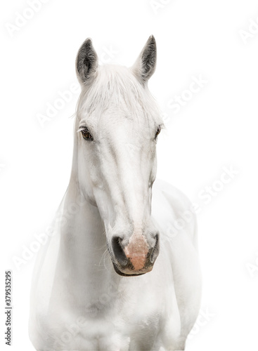 white horse isolated on white