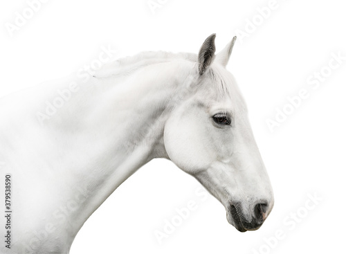 portrait white horse isolated on white background