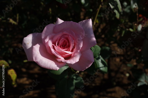 Pink Flower of Rose 'Viva' in Full Bloom 