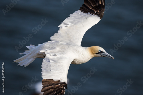 Northern gannet up close