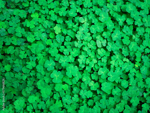Fresh clover leaves background in the forest.