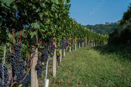 filari di vigna con grappoli appesi di uva