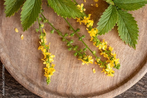 Fresh agrimony flowers on a table