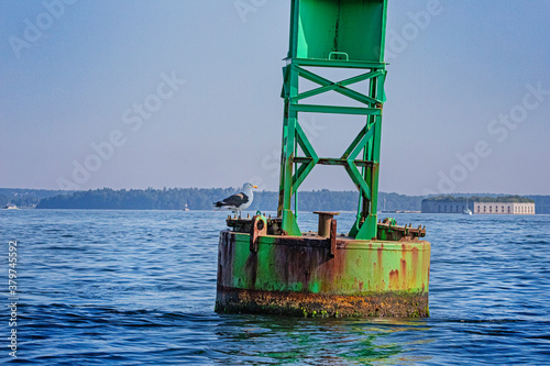 Seagull resting on buoy in the ocean looking for fish.